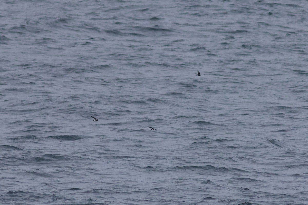 Wilson's Storm-Petrel - François-Xavier Grandmont