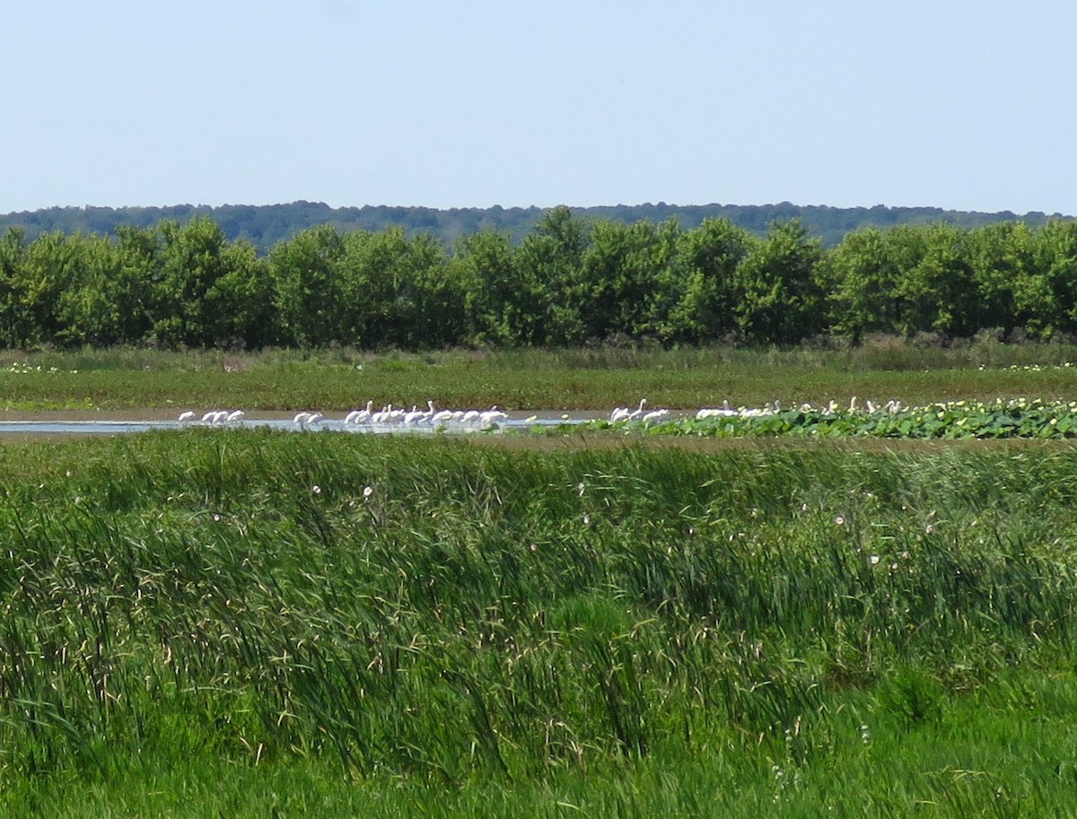 American White Pelican - Larry  Sutterer