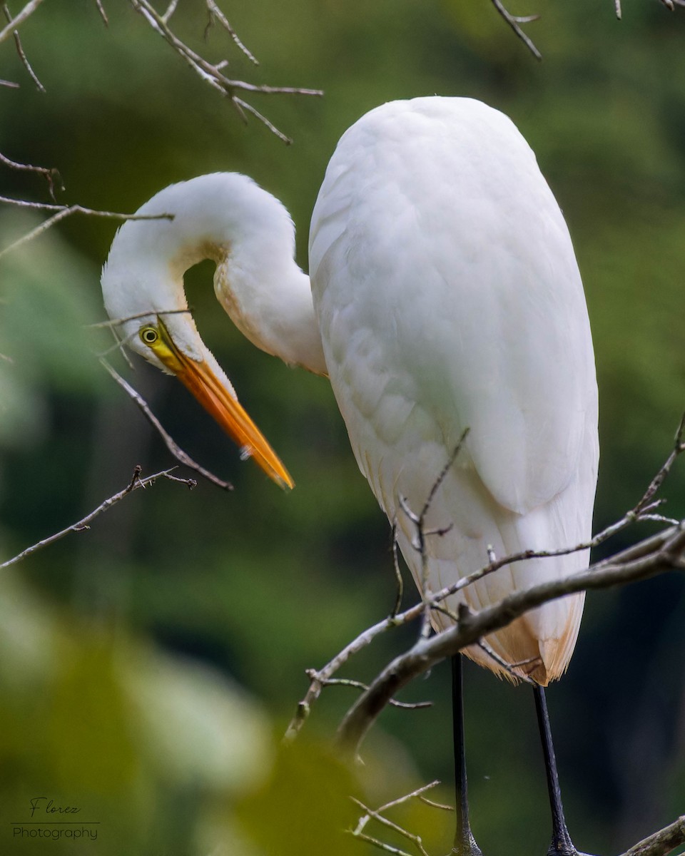 Great Egret - ML622433523