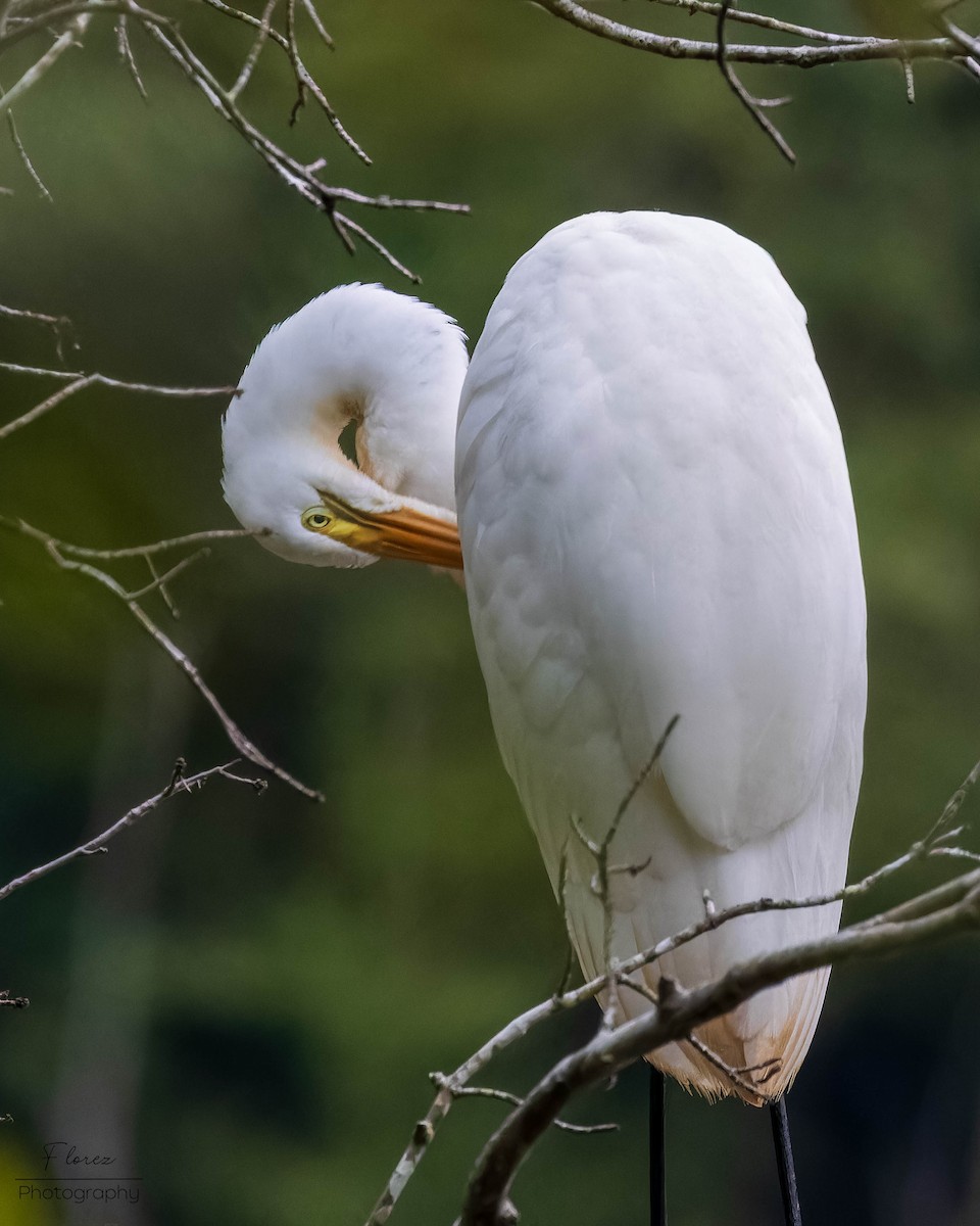 Great Egret - ML622433524