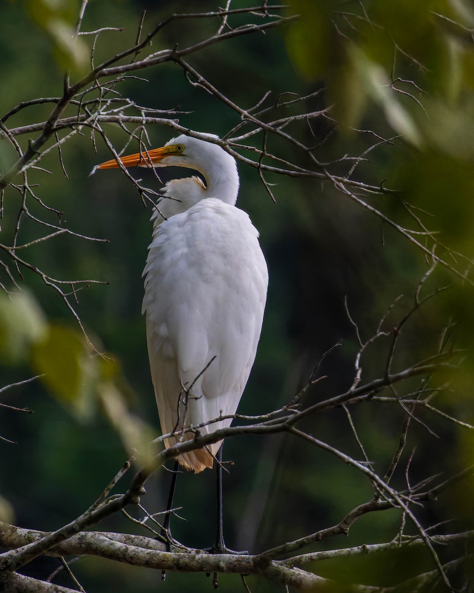 Great Egret - ML622433525