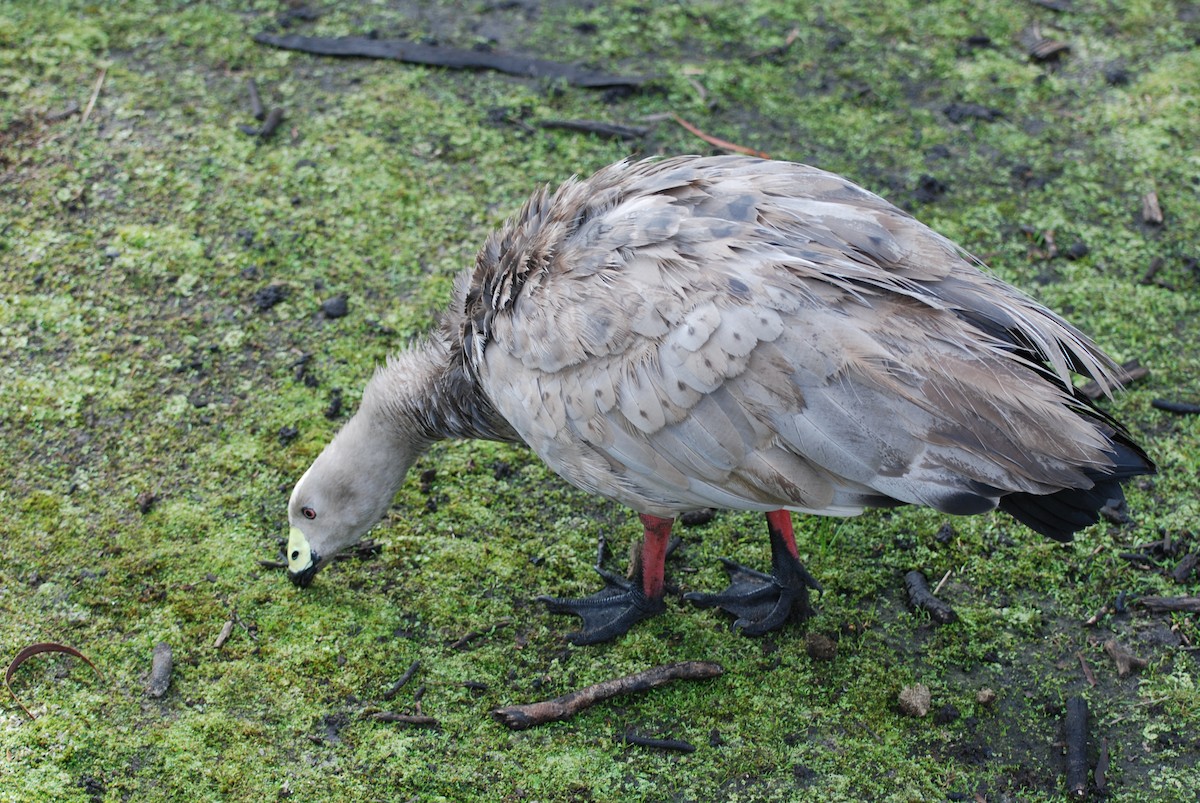 Cape Barren Goose - ML622433534