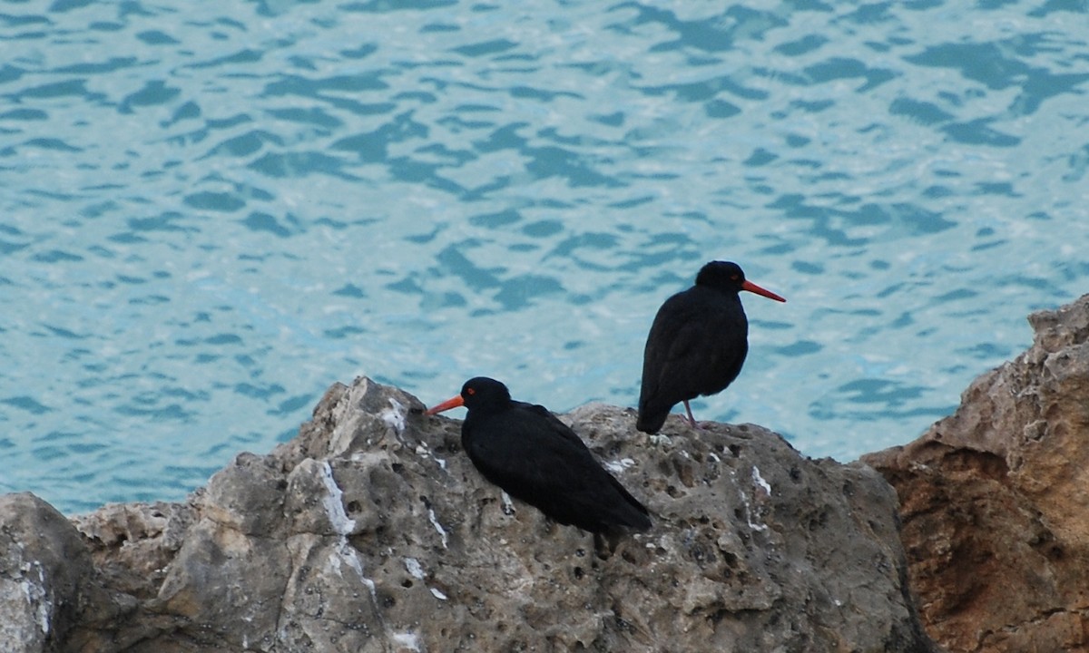 Sooty Oystercatcher - ML622433549
