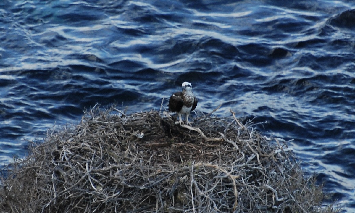 Osprey - ML622433648