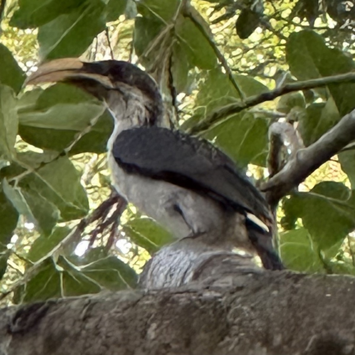 Sri Lanka Gray Hornbill - ML622433698