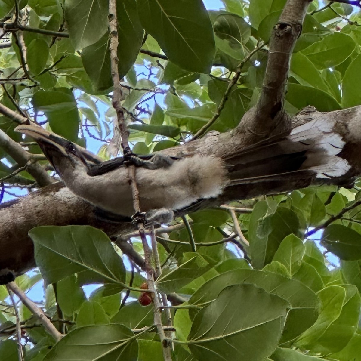 Sri Lanka Gray Hornbill - ML622433699