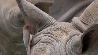 - Red-billed Oxpecker