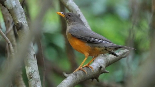 Olive Thrush - ML622433782