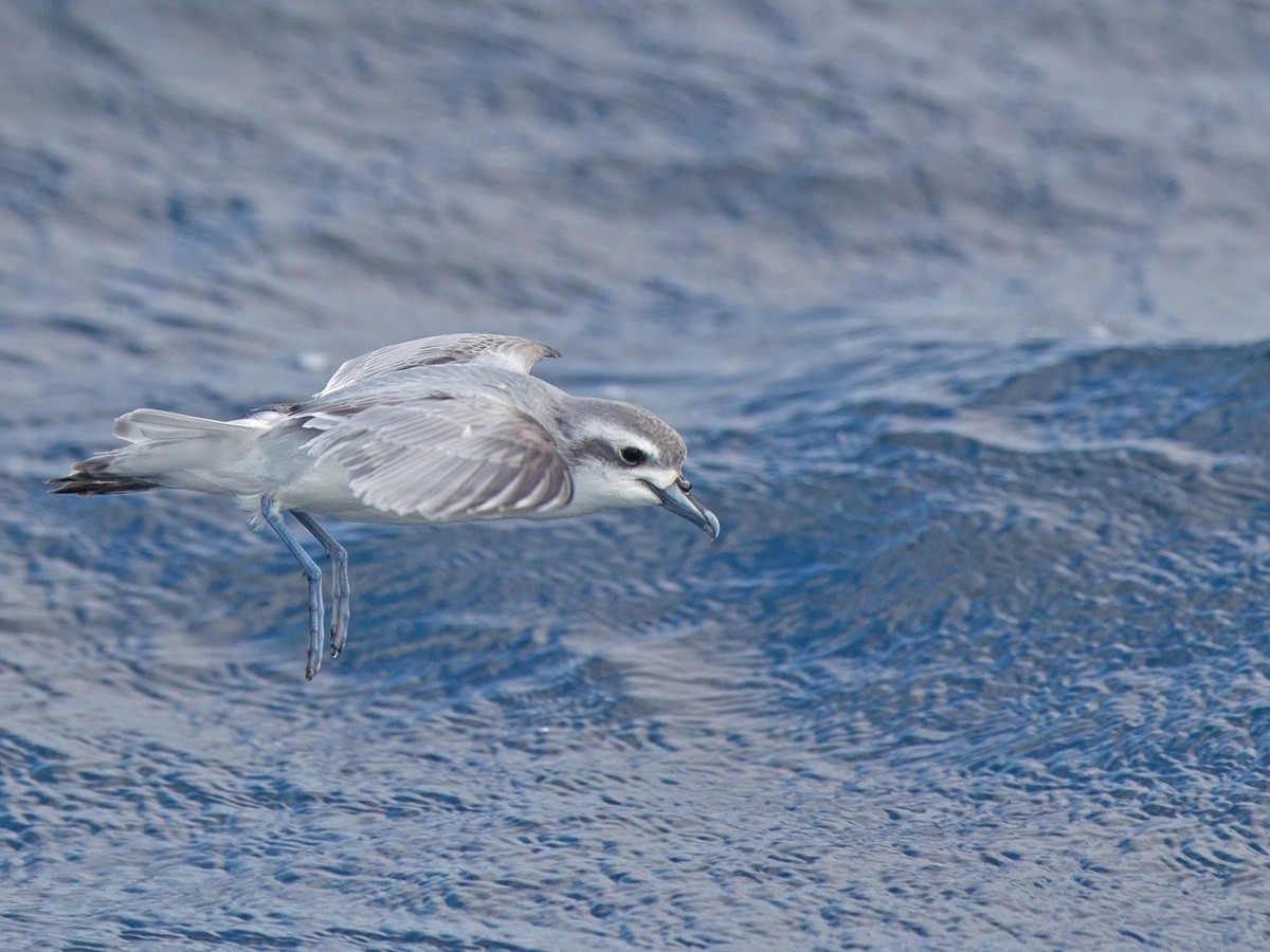 Slender-billed Prion - Niall D Perrins