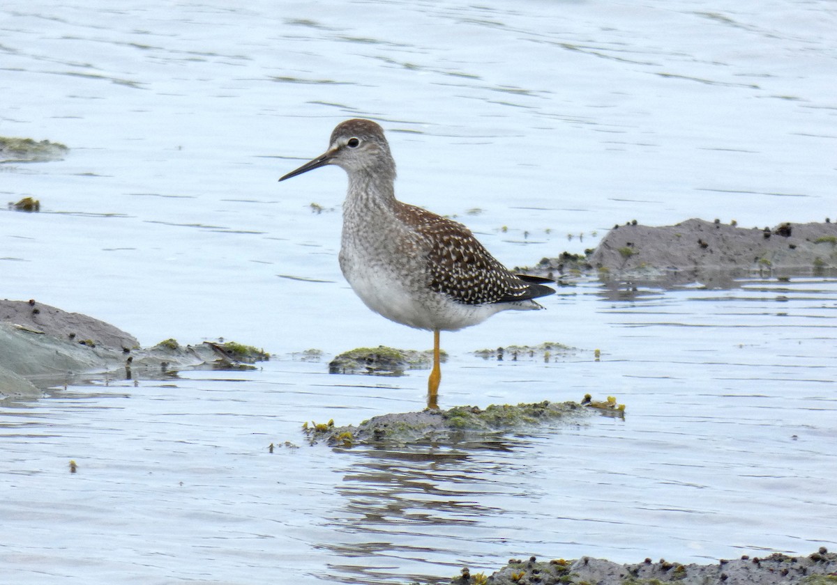 Lesser Yellowlegs - ML622433831