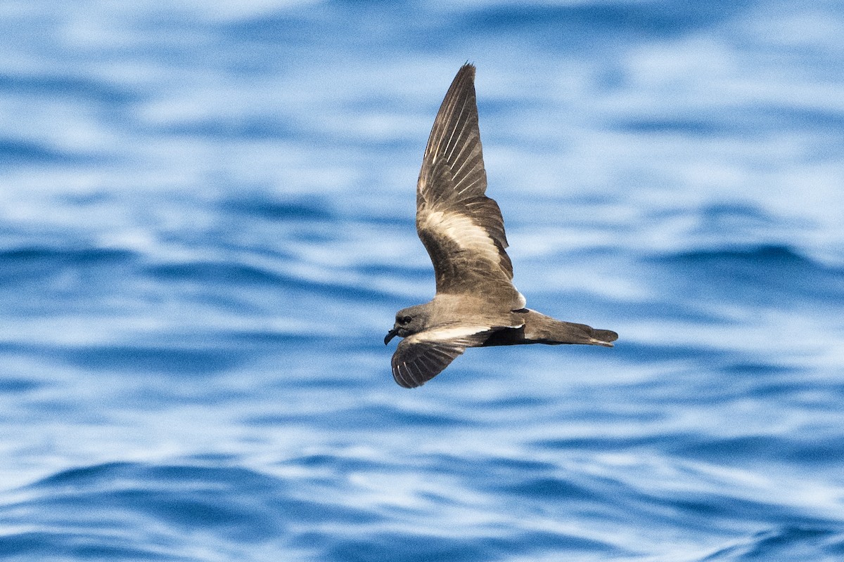 Markham's Storm-Petrel - ML622433838