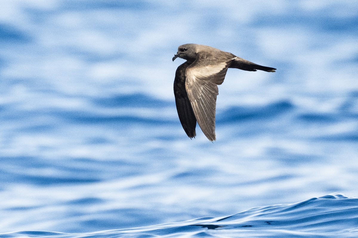 Markham's Storm-Petrel - ML622433839