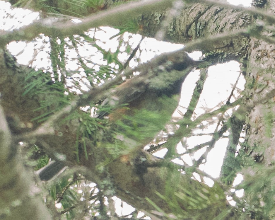 Chestnut-backed Chickadee - ML622433877