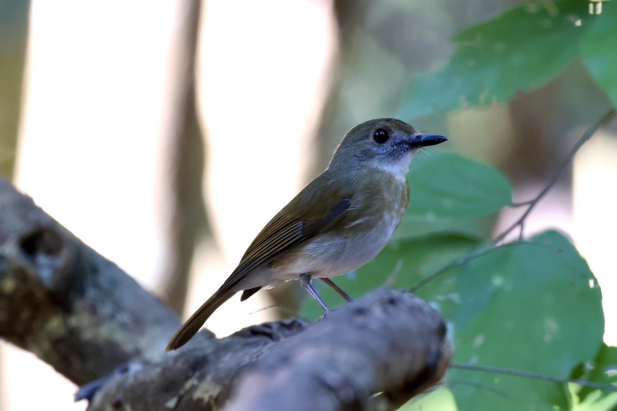 Fulvous-chested Jungle Flycatcher - ML622433953