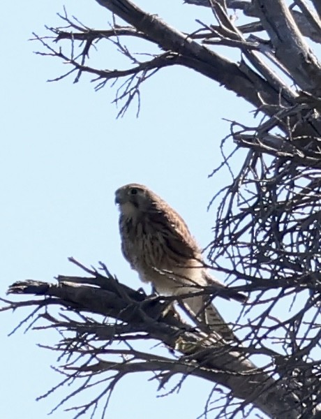 Spotted Kestrel - ML622433978