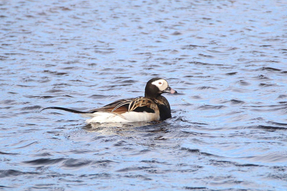 Long-tailed Duck - ML62243401