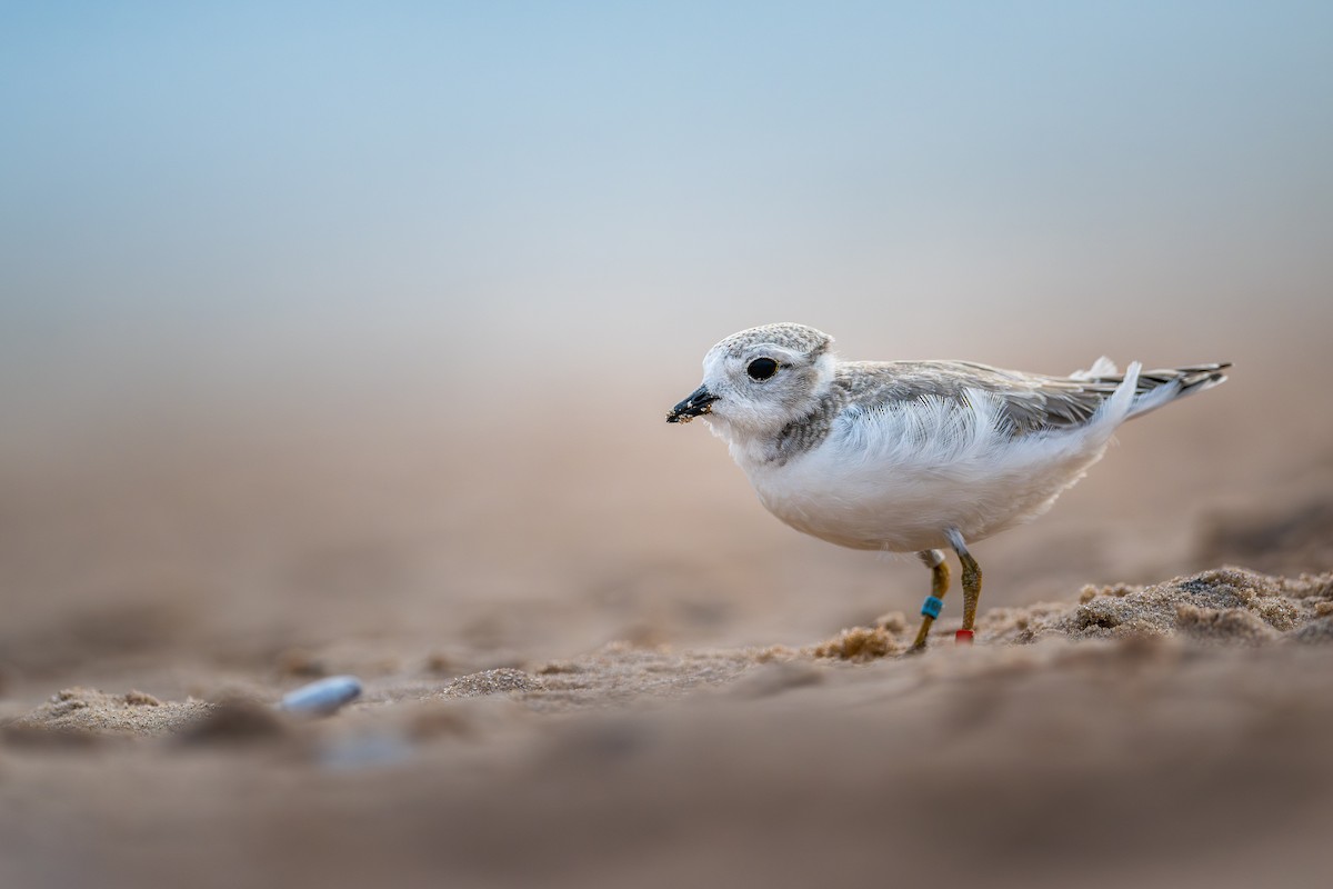 Piping Plover - ML622434072