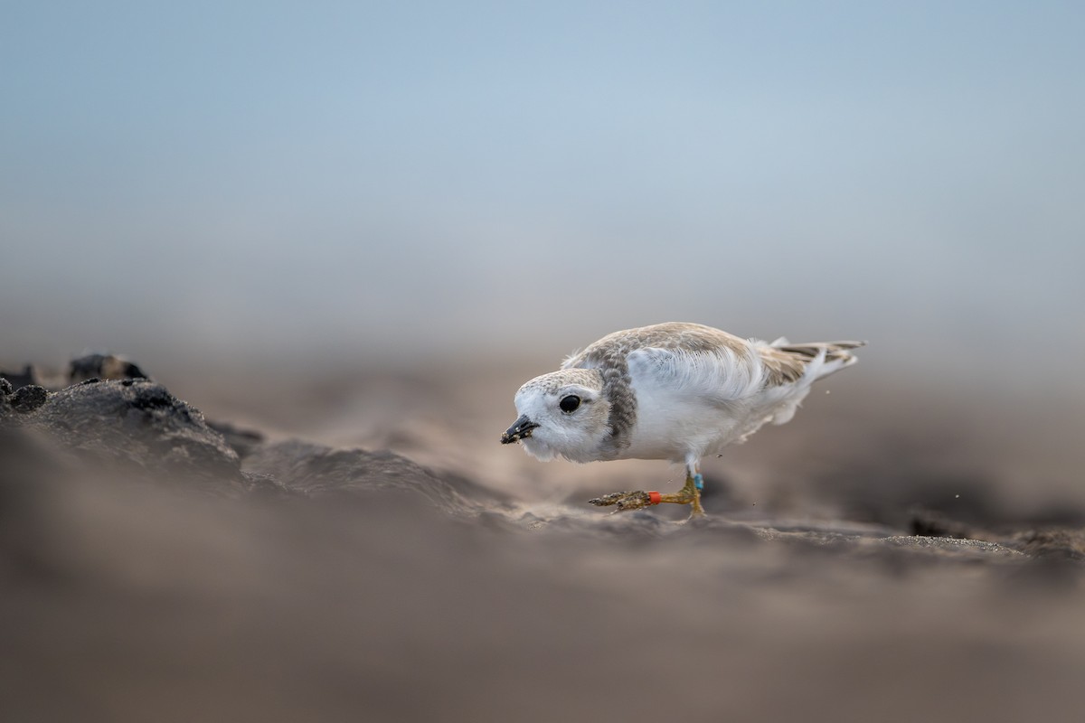 Piping Plover - ML622434073