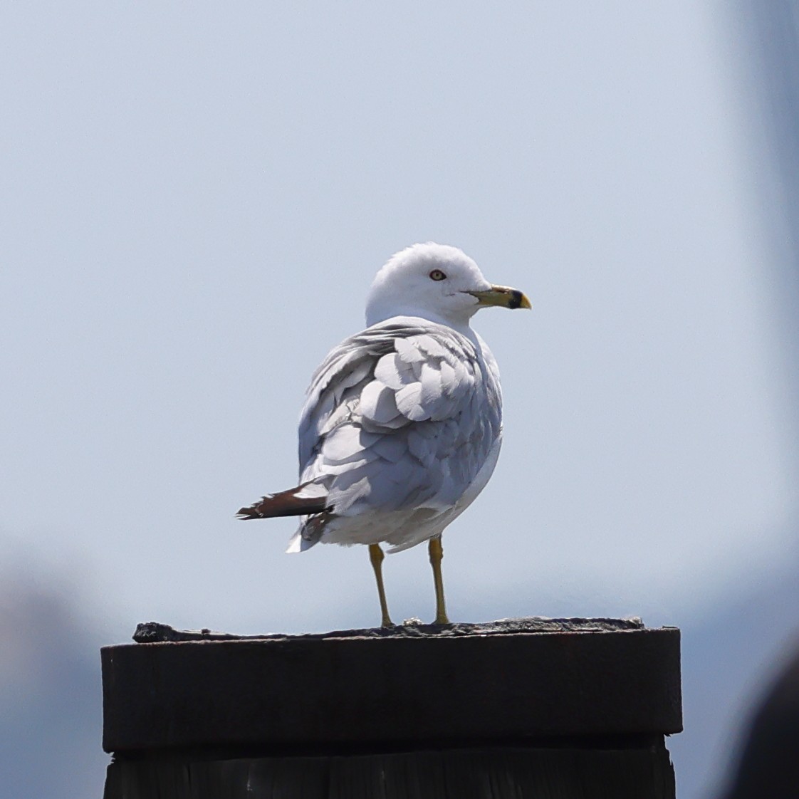 Ring-billed Gull - ML622434155