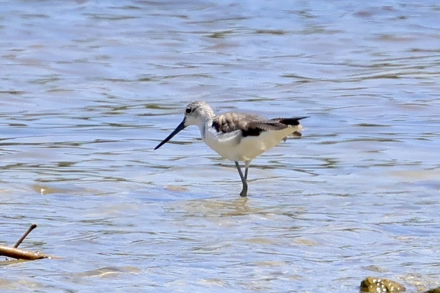 Common Greenshank - ML622434193