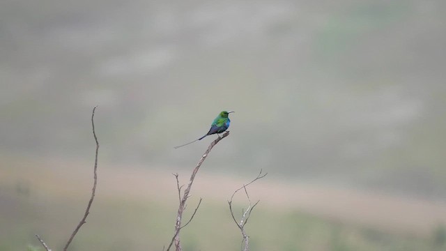Malachite Sunbird - ML622434209