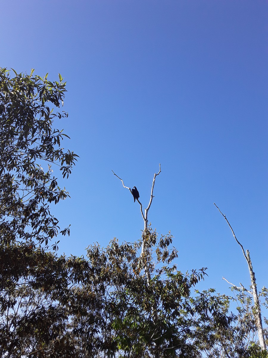 Turkey Vulture - ML622434267