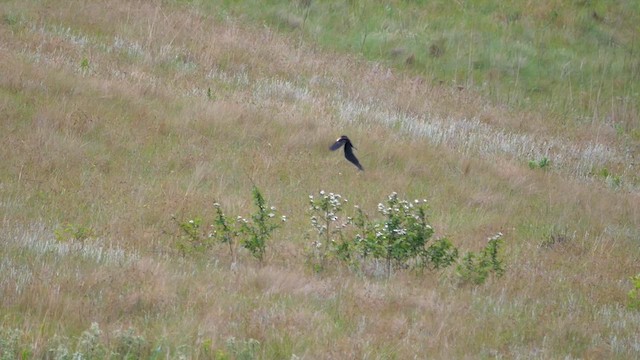 Long-tailed Widowbird - ML622434318