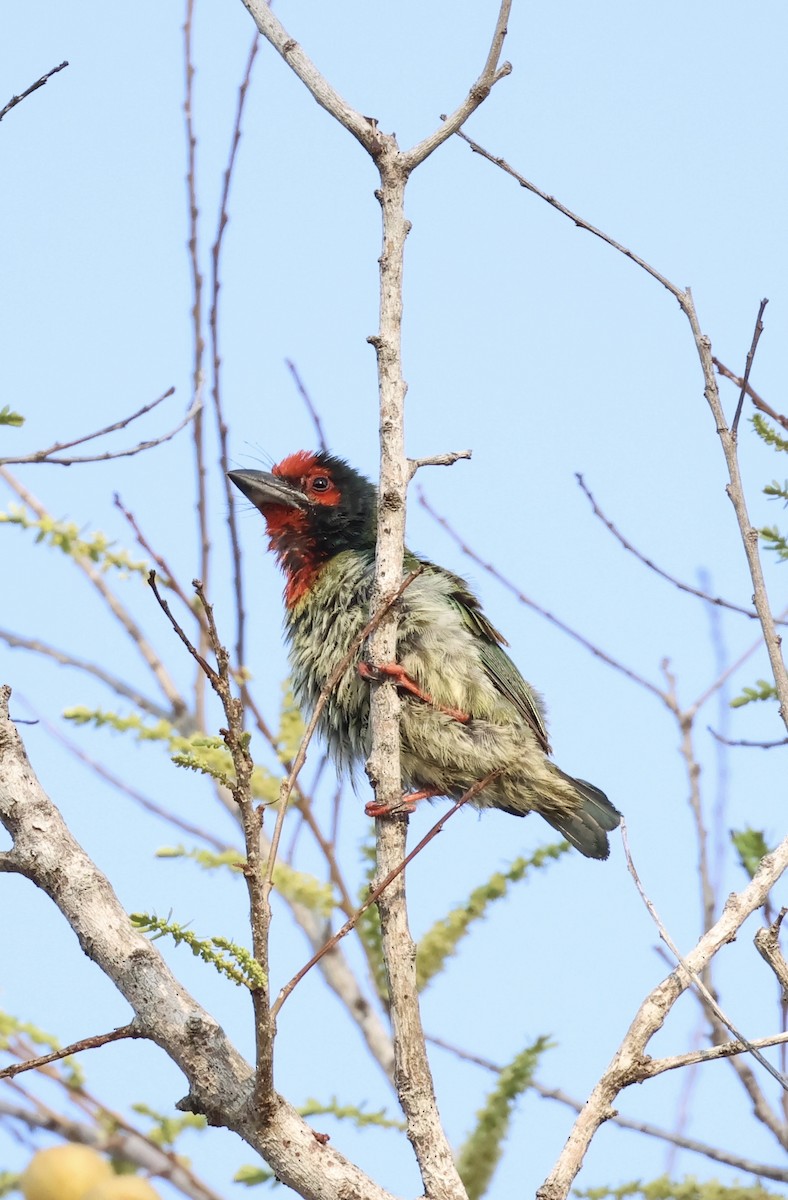 Barbu à plastron rouge (roseus) - ML622434336