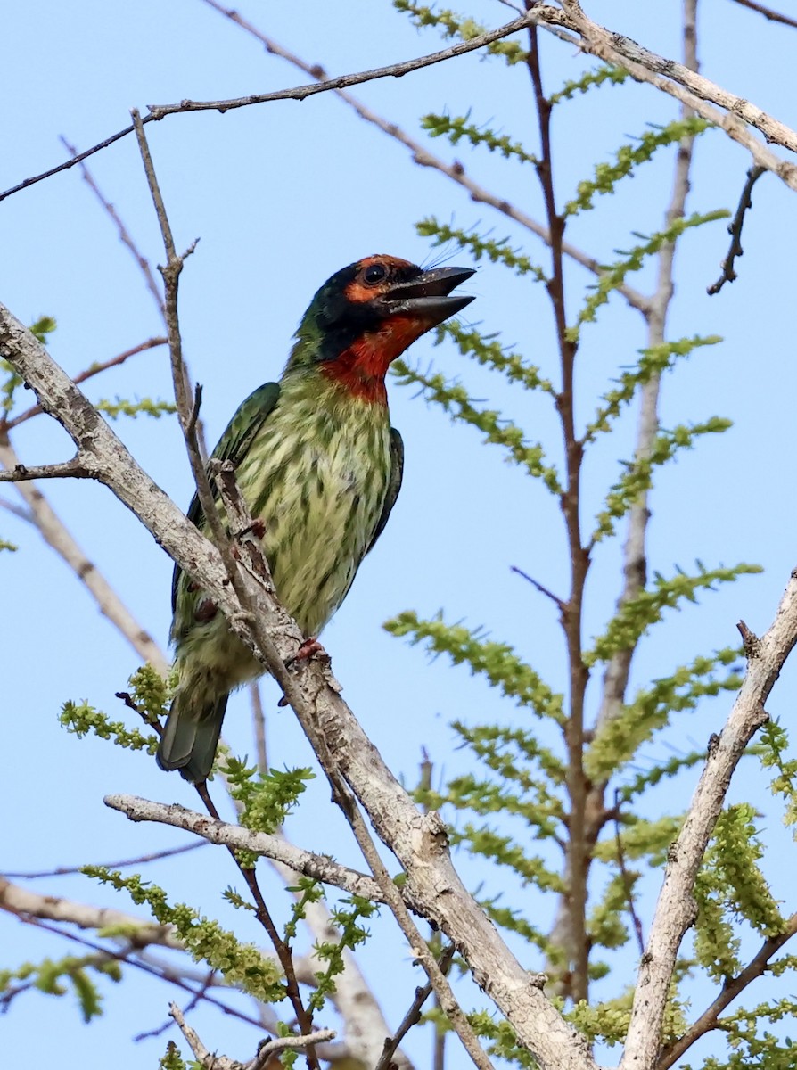 Barbu à plastron rouge (roseus) - ML622434337