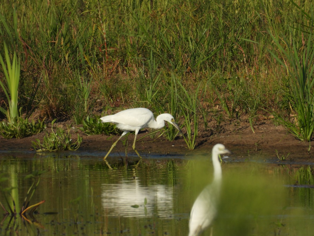 Little Blue Heron - Kelly Ormesher