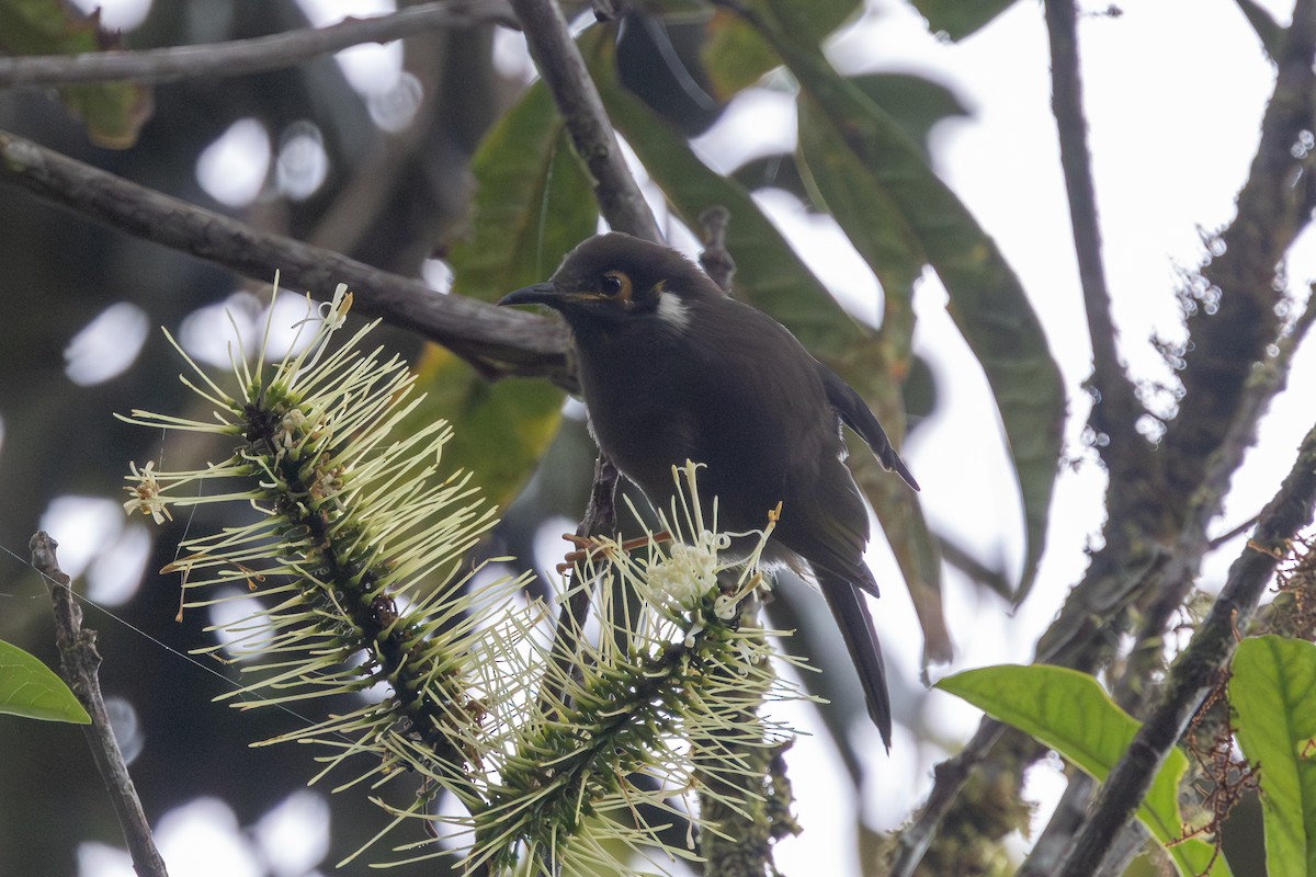 Black-throated Honeyeater - ML622434373