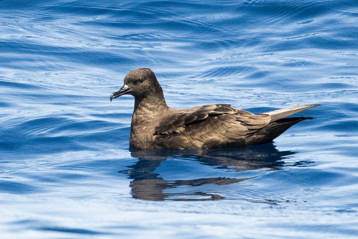 Christmas Shearwater - ML622434400