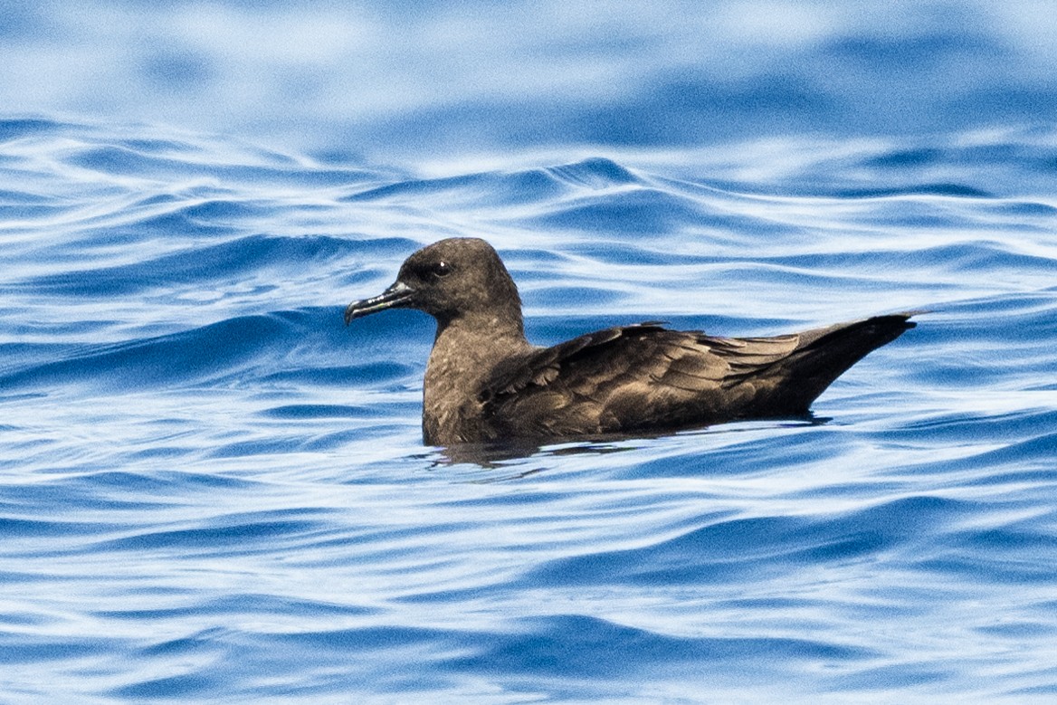 Christmas Shearwater - ML622434402