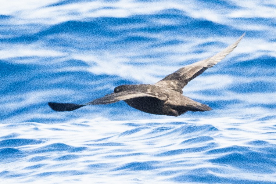 Christmas Shearwater - ML622434403