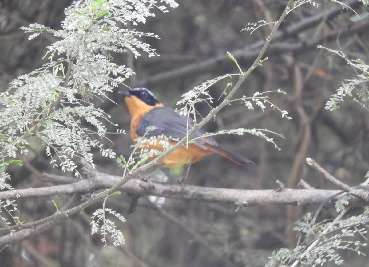 Rüppell's Robin-Chat - ML622434437