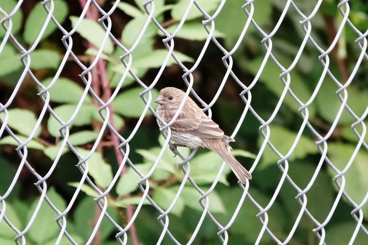 House Finch - ML622434448