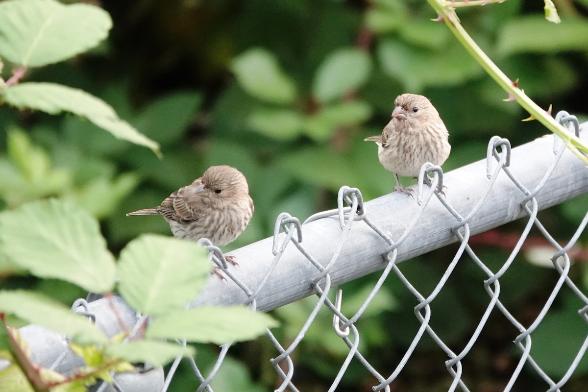 House Finch - ML622434449