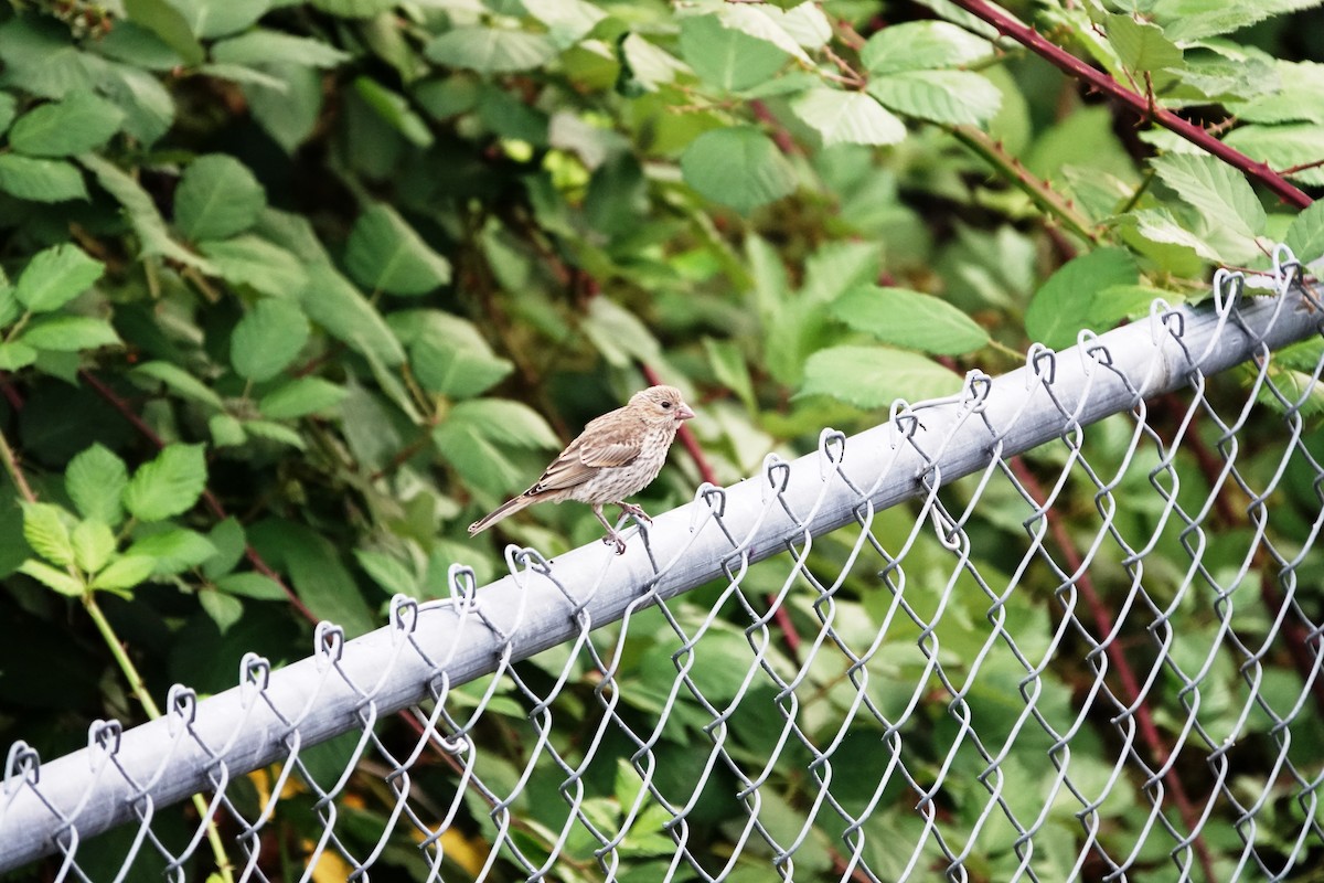 House Finch - ML622434451