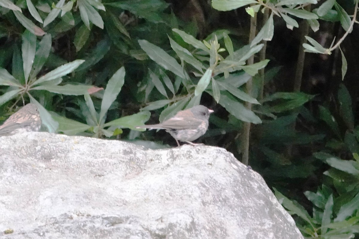 Dark-eyed Junco - ML622434453