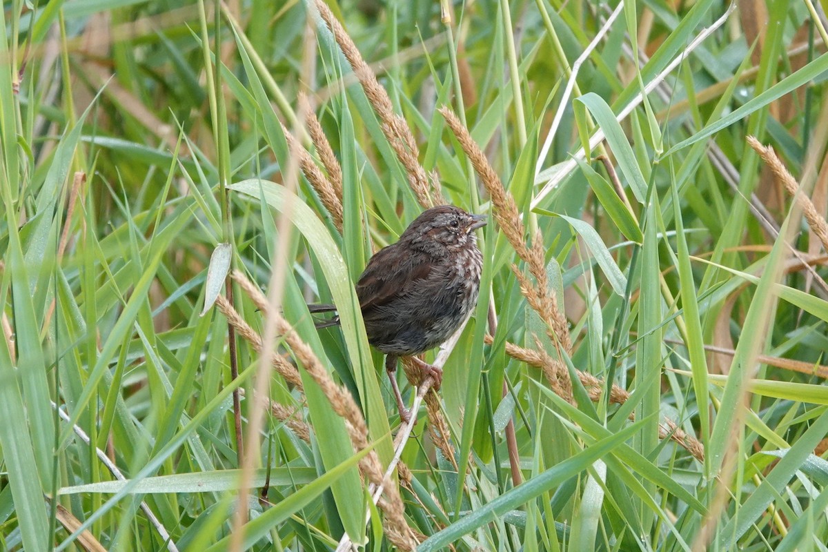 Song Sparrow - ML622434455