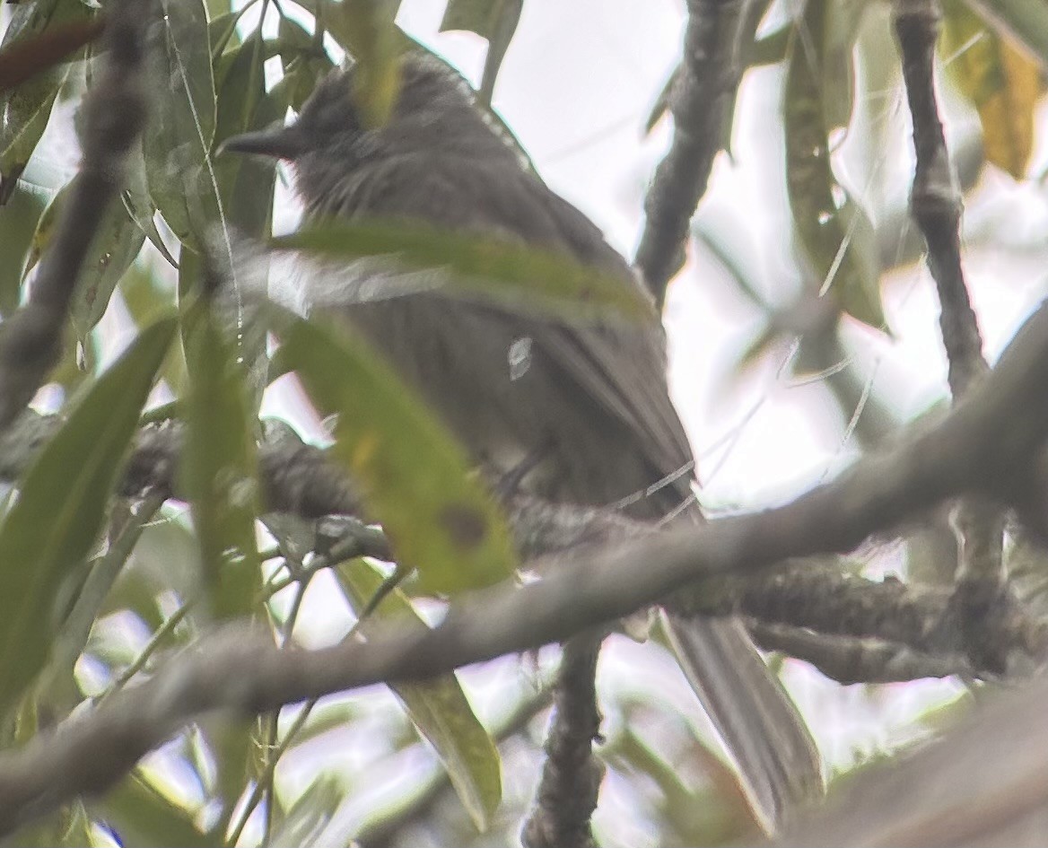 Crowned Slaty Flycatcher - ML622434493