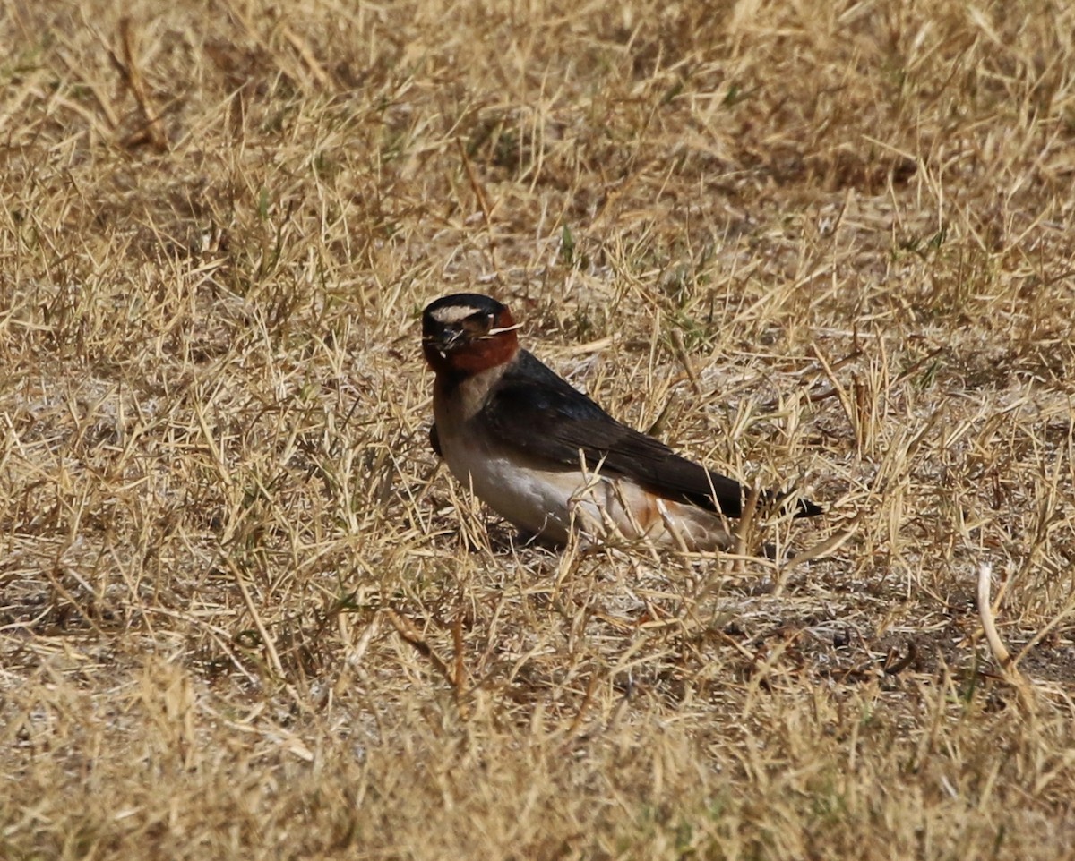 Cliff Swallow - ML62243451