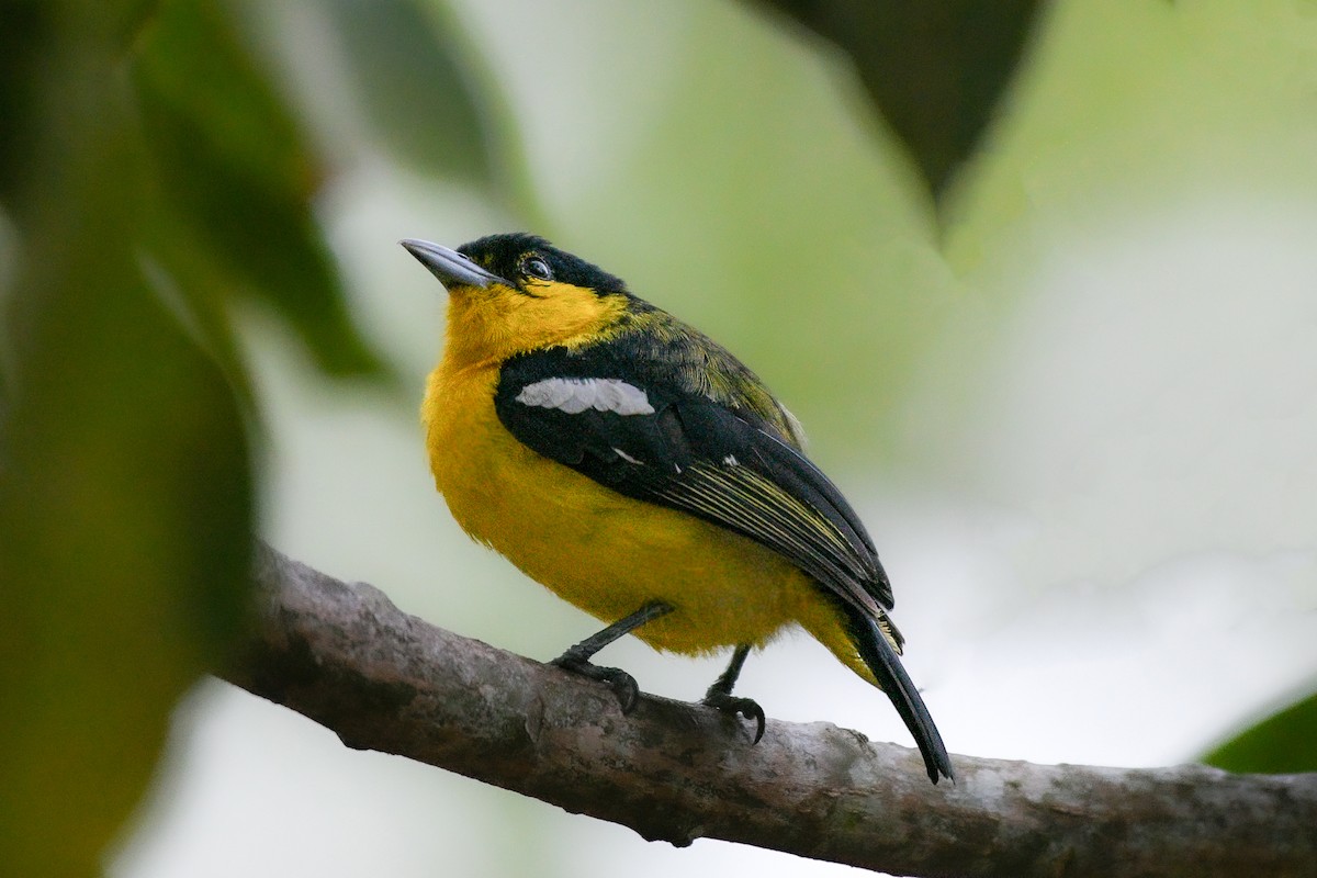 Common Iora - Vikasitha Dewasurendra