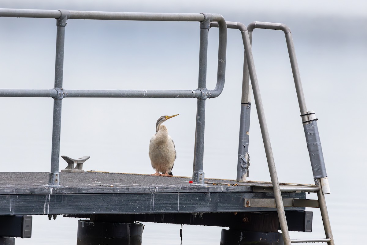 anhinga australská - ML622434581