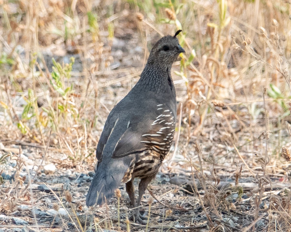 שליו קליפורני - ML622434587