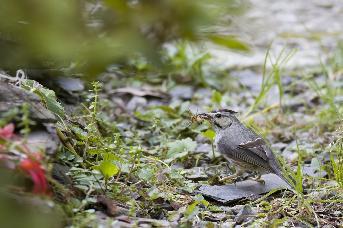 Taiwan Yuhina - ML622434621