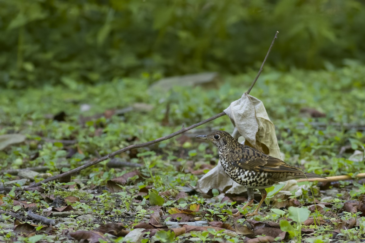 Scaly Thrush - ML622434634