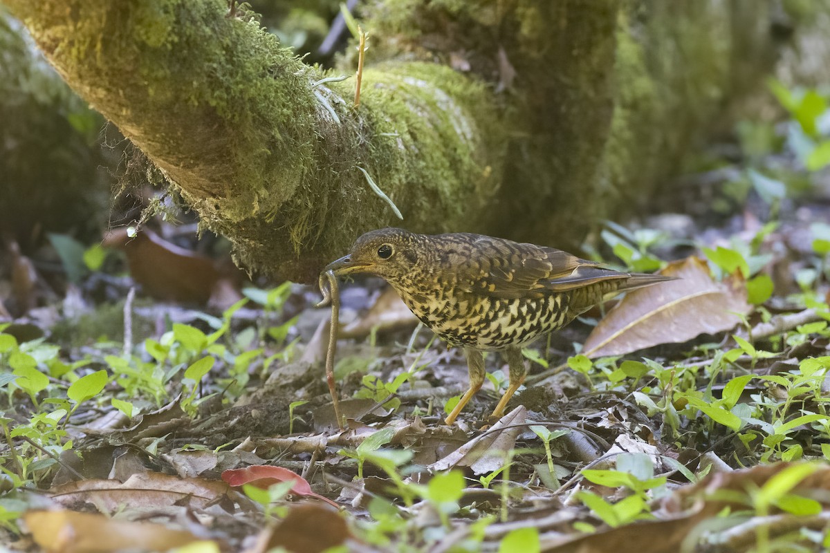 Scaly Thrush - ML622434644