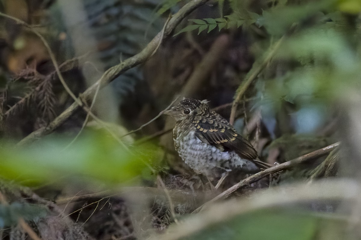 Scaly Thrush - ML622434652