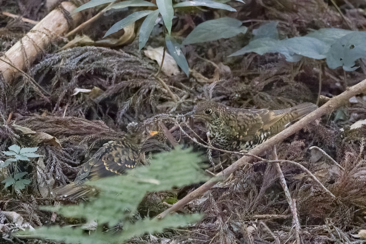 Scaly Thrush - u7 Liao